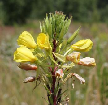 Free Stock Photo of Evening Primrose