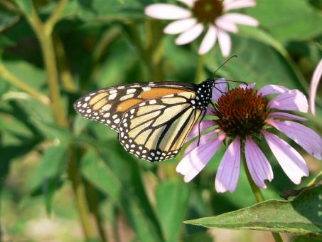 Free Stock Photo of Monarch Butterfly on Flower