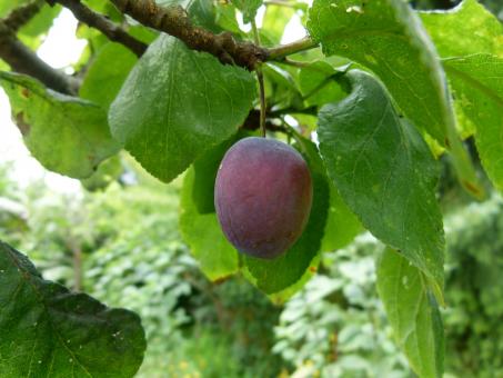 Free Stock Photo of Plum