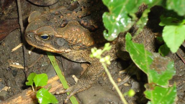 Free Stock Photo of Wild Toad