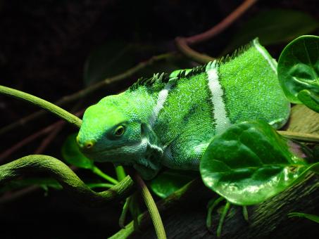 Free Stock Photo of Fiji Iguana