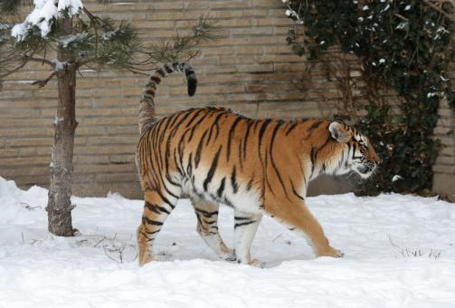 Free Stock Photo of Adult Tiger