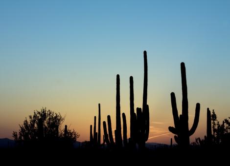 Free Stock Photo of Saguaro Cactus