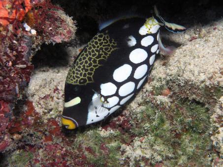 Free Stock Photo of Clown Triggerfish