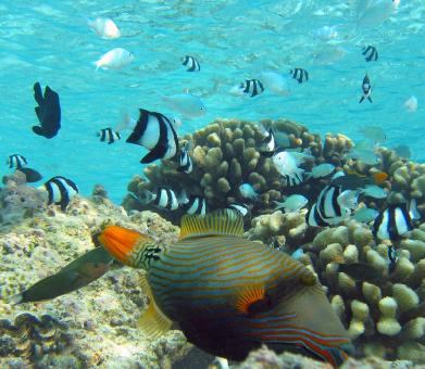 Free Stock Photo of Orange Lined Triggerfish