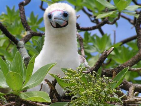 Free Stock Photo of Booby Chick