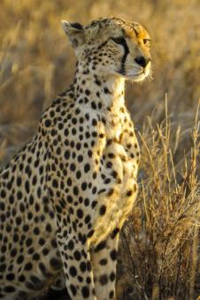 Free Stock Photo of Cheetah Searching for Prey