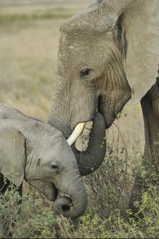 Free Stock Photo of Mother Elephant with Cub