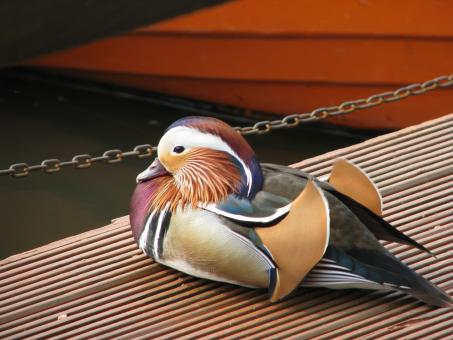 Free Stock Photo of Mandarin Duck