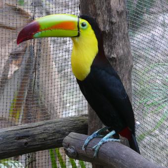 Free Stock Photo of Toucan in The Zoo