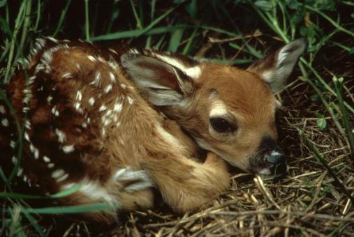 Free Stock Photo of Fawn in the Jungle