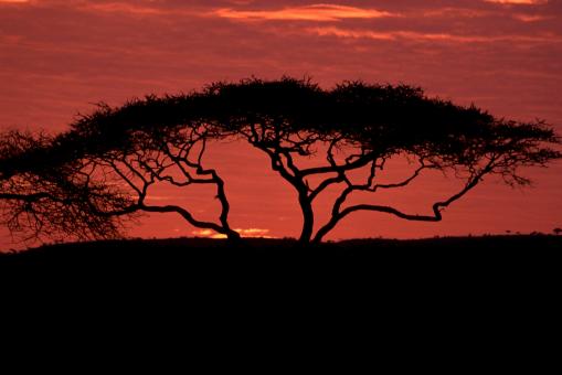 Free Stock Photo of Acacia Tree
