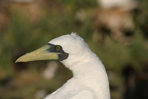 Free Stock Photo of Masked Booby