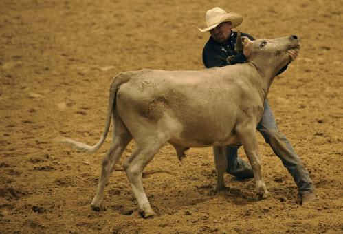 Free Stock Photo of Taming the Bull