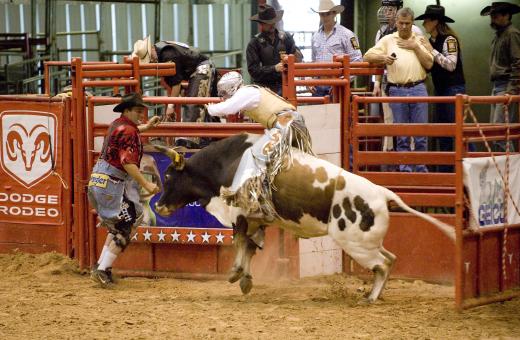 Free Stock Photo of Bull Riding