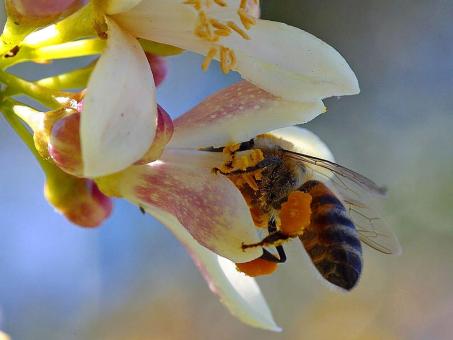 Free Stock Photo of Bee in the Garden