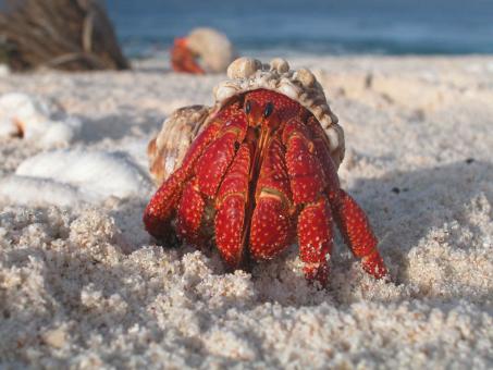 Free Stock Photo of Crab on the Beach