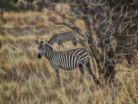 Free Stock Photo of Fractal Zebra