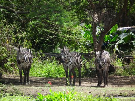 Free Stock Photo of Herd of Zebra