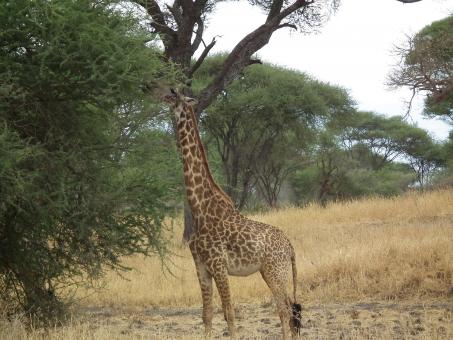 Free Stock Photo of Giraffe Eating