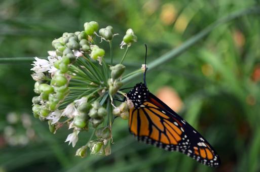 Free Stock Photo of Butterfly in the Garden