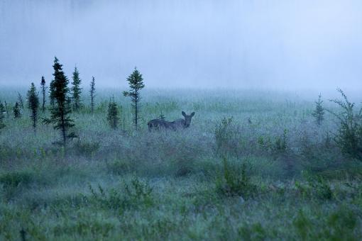 Free Stock Photo of Foggy