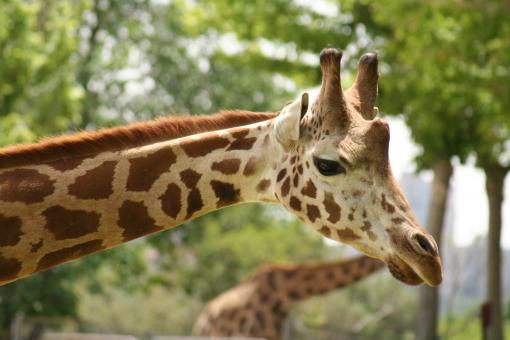 Free Stock Photo of Giraffe Up close