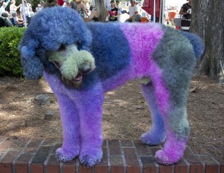 Free Stock Photo of Colored Poodle