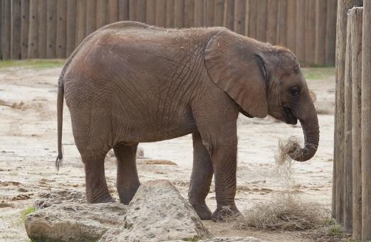 Free Stock Photo of Elephant in the Zoo