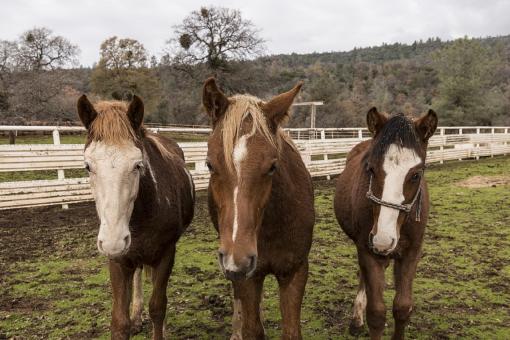 Free Stock Photo of Horses in the Stable