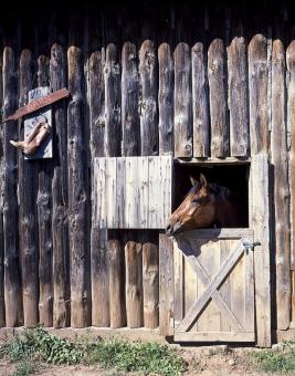 Free Stock Photo of Horse Stable