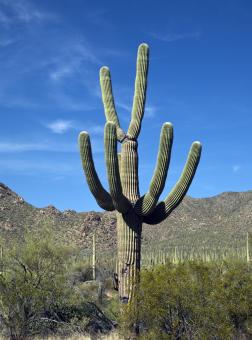 Free Stock Photo of Cactus in the Desert
