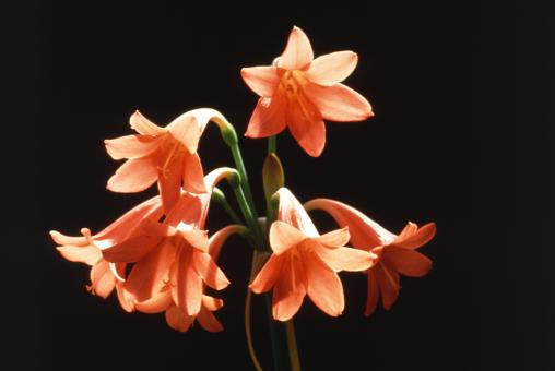 Free Stock Photo of Fire Lily