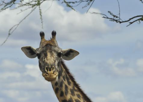 Free Stock Photo of Giant Giraffe