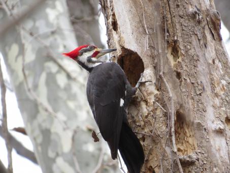 Free Stock Photo of Pileated Woodpecker