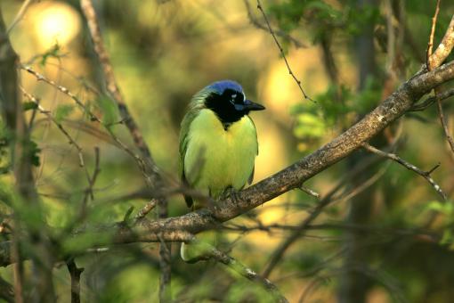 Free Stock Photo of Green Jay