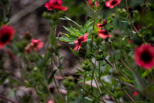 Free Stock Photo of Blood red