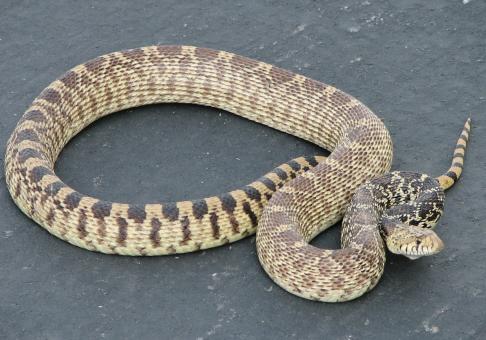 Free Stock Photo of Gopher Snake