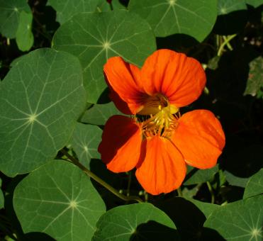 Free Stock Photo of Nasturtium in the Garden