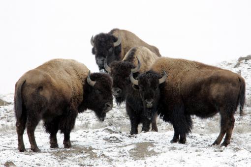 Free Stock Photo of Wild Bisons