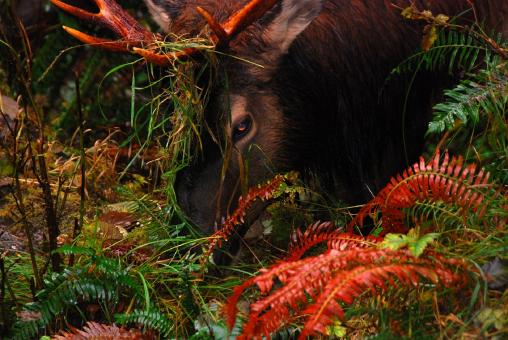 Free Stock Photo of Elk in the Jungle