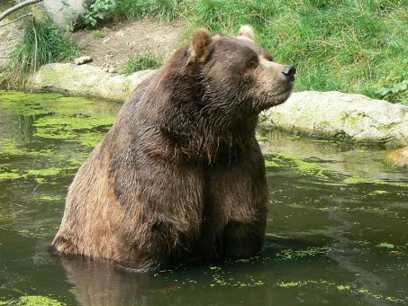 Free Stock Photo of Kodiak Bear