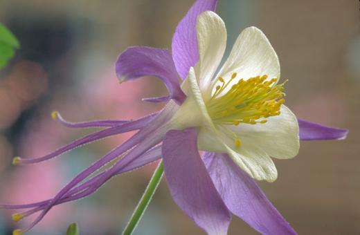 Free Stock Photo of Rocky Mountain Columbine