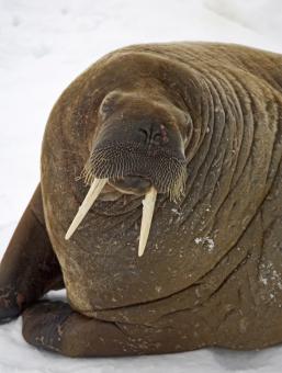 Free Stock Photo of Walrus Closeup