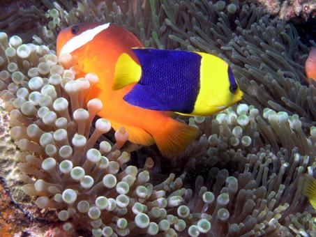 Free Stock Photo of Bicolor Angelfish