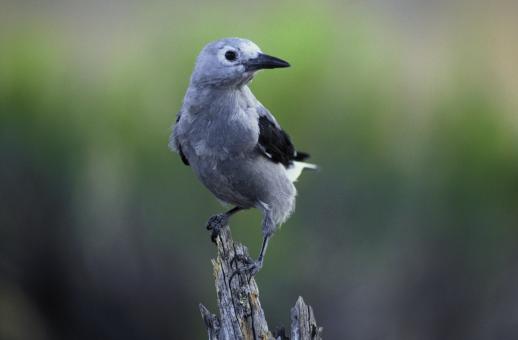Free Stock Photo of Clarks Nutcracker