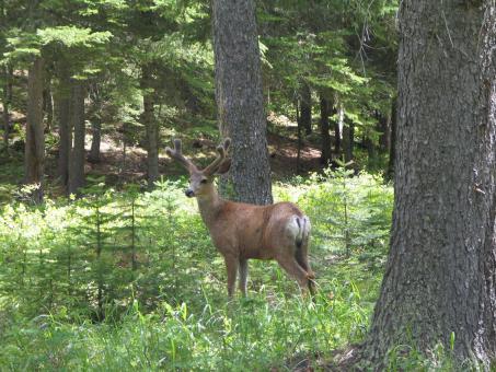Free Stock Photo of Mule Deer in the Jungle