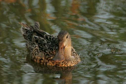 Free Stock Photo of Northern Shoveler