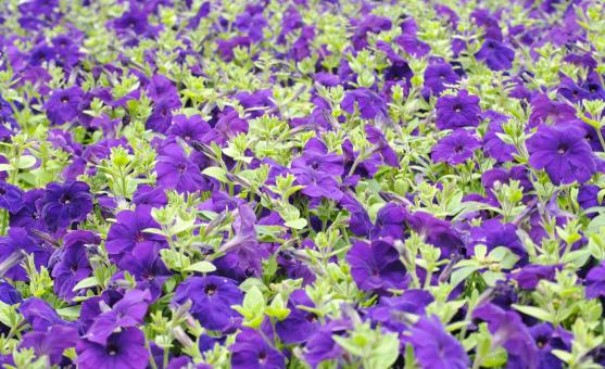 Free Stock Photo of Petunias in the Garden