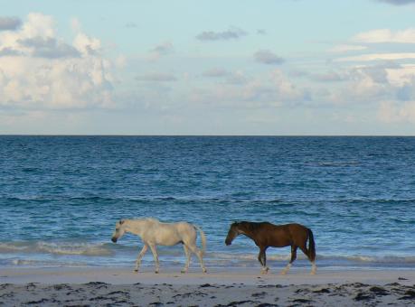 Free Stock Photo of Wild Horses on the Shore